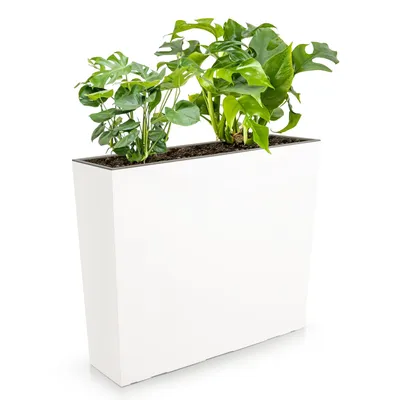A white rectangular planter box with green plants growing out of it, set against a white background.