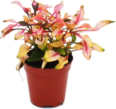 Zdjęcie produktu dla Mini roslina - Alternanthera dentata - Joseph's mantle - Parrot leaf - Idealna do malych misek i szklanek - Mala roslina w doniczce 5,5 cm