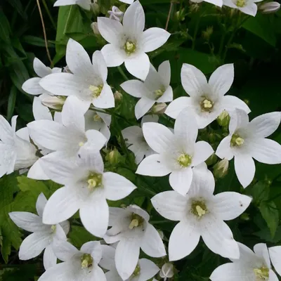 Obrázek produktu pro 6 x zvonek  - Campanula lactiflora 'Alba'  | Květináč 9 cm x 9 cm