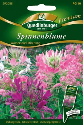 Artikelbild 1 von 'Spinnenblume Wasserspiel Mischung' aus der Kategorie Spinnenblumensamen