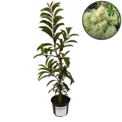 Produktbild von Pileostegia viburnoides, immergrüne Kletterhortensie, Höhe 40 cm, 2-Liter-Topf