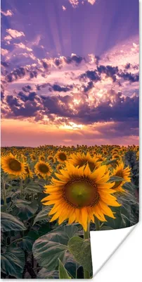 Produktbild von MuchoWow® Poster Blumen - Himmel - Lila - Sonnenuntergang 20x40 cm - Plakat - Foto
