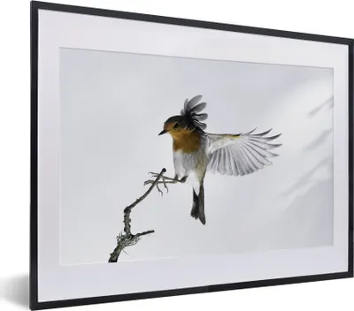 Produktbild von MuchoWow® MuchoWow® Gerahmtes Poster Nahaufnahme Vogel 40x30 cm - Poster mit zchwarzem Bilderrahmen - Bilderrahmen - Poster im Rahmen