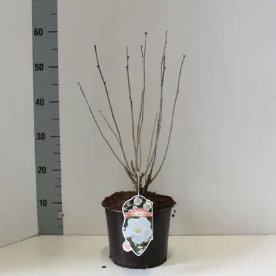 Image de Hibiscus syr. 'Totus Albus' - Hibiscus de jardin | 40-50 cm en pot
