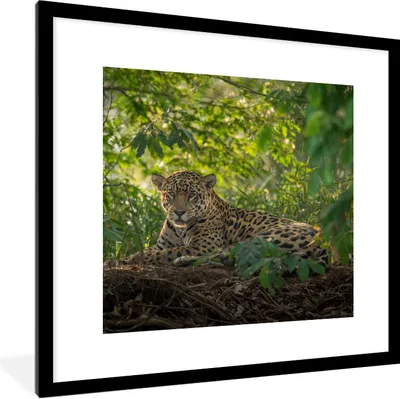 Produktbild von MuchoWow® Gerahmtes Poster Jaguar im Dschungel 40x40 cm - Poster mit Schwarzem Bilderrahmen Wandposter Rahmen Foto Bilder - Poster - Plakat im Rahmen