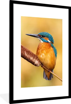 Produktbild von MuchoWow® Gerahmtes Poster Eisvogel - Natur - Vogel 60x90 cm - Poster mit Schwarzem Bilderrahmen Wandposter Rahmen Foto Bilder - Dekoration - Wandposter Wohnzimmer - Hochwertig