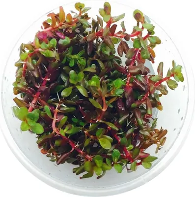 Zdjęcie produktu dla Eco Plant - Rotala Rotundifolia RED - roślina invitro mały kubek Eco Plant