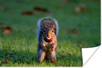 Produktbild von MuchoWow® Poster Eichhörnchen - Licht - Gras - Herbst 30x20 cm - Plakate - Print