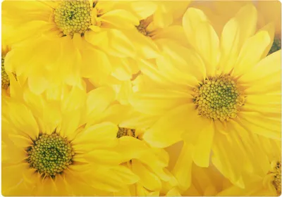 Produktbild von Solarblumen – Bodenschutzmatte – Rutschfest – Schutzmatte für Büro – Vinylmatte – Stuhlunterlage  –100 x 70 cm