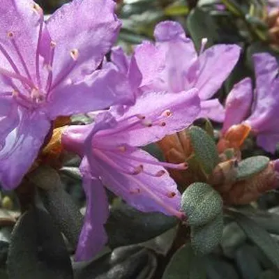 Immagine prodotto di Rhododendron 'Blue Tit' | 20-30 cm in vaso