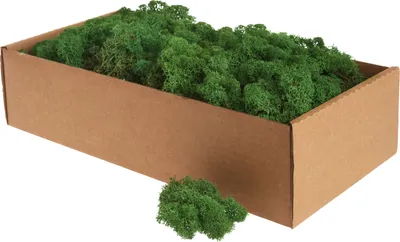 Produktbild von XXL Islandmoos, ca. 400 g Dunkelgrün