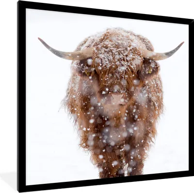 Produktbild von MuchoWow® Gerahmtes Poster Schottischer Highlander - Kuh - Schnee 40x40 cm - Poster mit Schwarzem Bilderrahmen Wandposter Rahmen Foto Bilder - Mit Rahmen - Wanddekoration Schlafzimmer