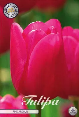 Produktbild von Tulpe Pink Ardour (10 Stück) | Tulpenzwiebeln von Sam van Schooten