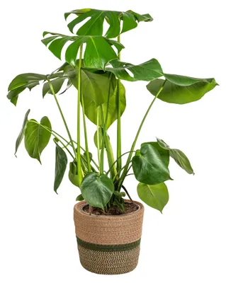 Zdjęcie produktu dla Monstera Deliciosa Tauerii z koszykiem - 70-90cm - Ø21cm - Roślina doniczkowa - Zimozielony