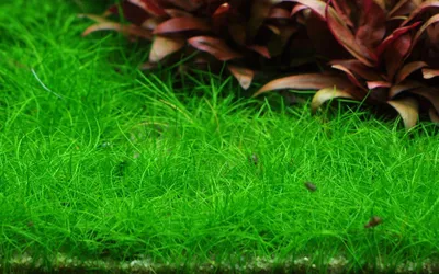 Produktbild von Aquarium Pflanze Eleocharis acicularis 'Mini' Tropica Nr.132B TC in Vitro