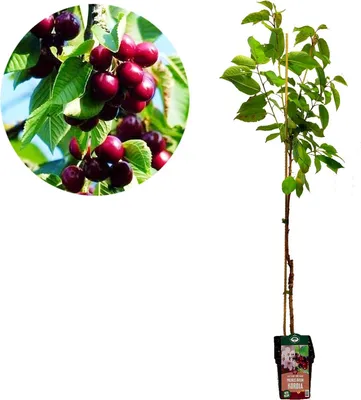 Obrázok produktu pre Prunus avium 'Kordia' Čerešňa - výška +120cm - 5 litrový kvetináč