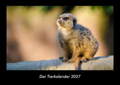 Produktbild von Der Tierkalender 2027 Fotokalender DIN A3