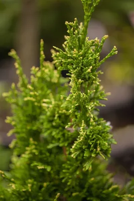 Produktbild von Thuja plicata 'Aurescens', Lebensbaum, goldgelb, 80–100 cm