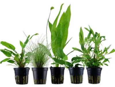 Produktbild von Pflanzen Set mit 5 Einsteiger Topf Aquarium Wasserpflanzen AquaOne Nr.104