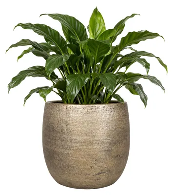 Produktbild von Floran Pflanztopf Mira - goldfarben - Keramik - 34 cm