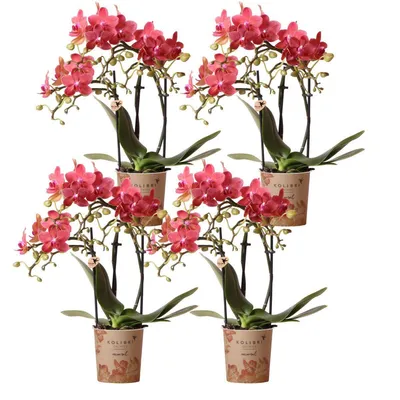 Produktbild von Kolibri Orchids | COMBI DEAL von 4 roten Phalaenopsis Orchideen - Kongo - Topfgröße Ø9cm blühende Zimmerpflanze - frisch vom Züchter