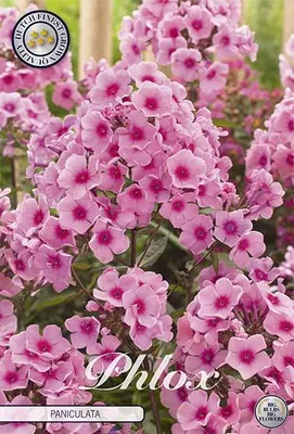 Artikelbild 2 von 'Phlox Pink (1 Stück)' aus der Kategorie Error: No identifier specified