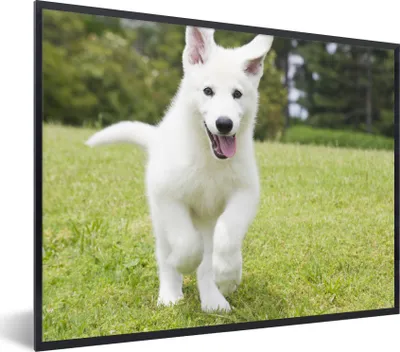 Produktbild von MuchoWow® Gerahmtes Poster Ein weißer Deutscher Schäferhund Welpe 80x60 cm - Poster mit Schwarzem Bilderrahmen Wandposter Rahmen Foto Bilder - Schwarzem - Mit Gestell