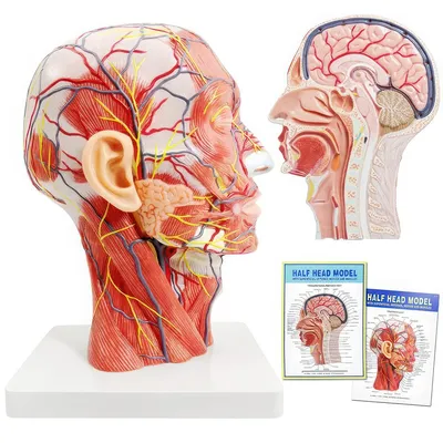 Produktbild von Anatomisches Halbkopmodell, inklusive oberflächlicher Neurovaskulatur und Muskulatur, ideal für medizinische Ausbildung und Lernzwecke