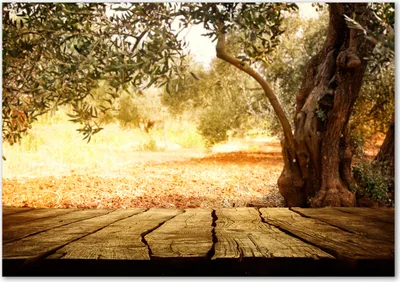 Produktbild von Tulup® Glas-Bild - 100 x 70 - Wandbild aus Glas - Wandkunst - Wandbild hinter gehärtetem Sicherheitsglas - Landschaften - Olivenbaum - Braun