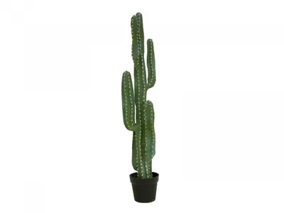 Immagine prodotto di EUROPALMS Cactus messicano, pianta artificiale, verde, 123 cm (82801072)