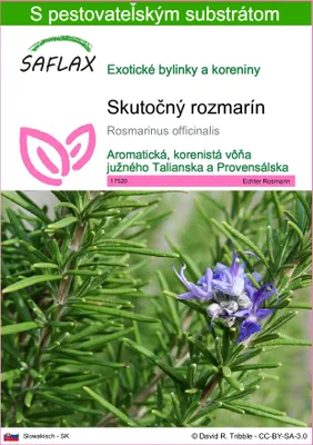 Obrázok produktu pre SAFLAX - Skutočný rozmarín - Rosmarinus officinalis - 100 Semená - S pestovateľským substrátom bez klíčkov