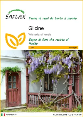 Immagine prodotto di SAFLAX  - Glicine  - 4 semi - Wisteria