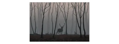 Obrázek produktu pro Fototapeta zvířata 90 (š) x 60 (v) cm netkaná tapeta jelen les stromy obývací pokoj ložnice moderní nástěnné malby XXL Tierweld krajina panorama příroda nástěnná dekorace