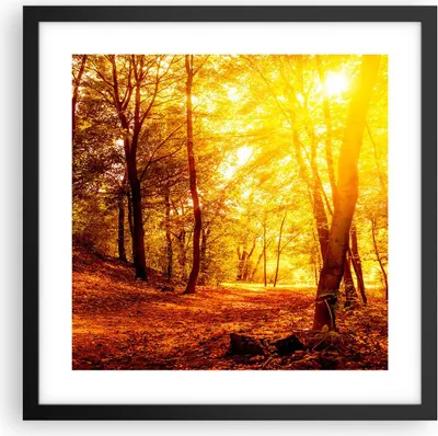 Produktbild von Gerahmtes Poster - Schwarzer Rahmen - Wald Baum Natur - 40x40 cm - Wand Bild - Wanddeko - Wandbilder - Kunstposter - Wandposter - Bilderrahmen - Bilder - Kunstdruck - Wandbild - P2BAC40x40-3722