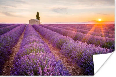 Produktbild von MuchoWow® Poster Lavendel - Sonnenuntergang - Blumen - Lila 180x120 cm - Fotoplakat