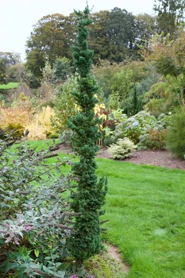 A tall, slender evergreen tree stands in a garden setting with a lawn and other plants in the background.