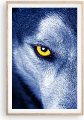 Produktbild von Gerahmtes Poster - Rahmen in heller Eiche - Schau der Wolf Augen - 61x91,5 cm - Wand Bild - Wanddeko - Wandbilder - Kunstposter - Wandposter - Bilderrahmen - Bilder - Kunstdruck - P2NPA61x91-4587