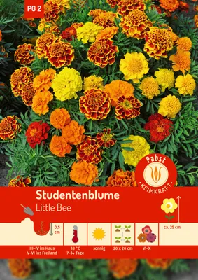Produktbild von Studentenblume Little Bee | Studentenblumensamen von Carl Pabst