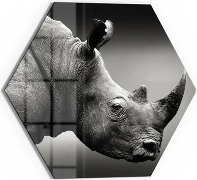 Produktbild von DEQORI Glasbild Echtglas 40x35 cm 'Nashorn im Profil' Wandbild Bild modern Deko