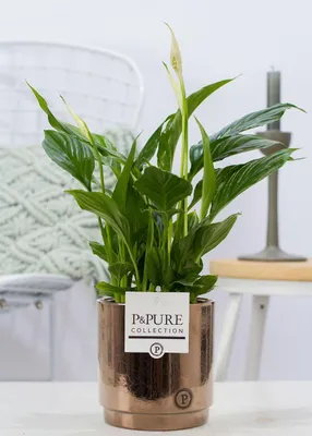 Obrázek produktu pro Spathiphyllum v keramickém květináči o průměru 12 cm, výška 35 cm, spathiphyllum s bílými květy, nenáročné na péči
