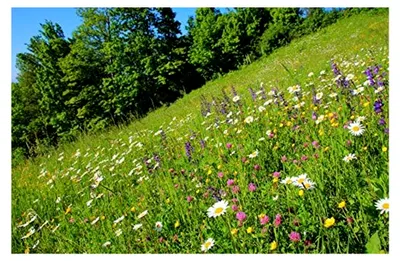 Produktbild von Blumenwiese mit Kräutern und Wildblumen 500 g