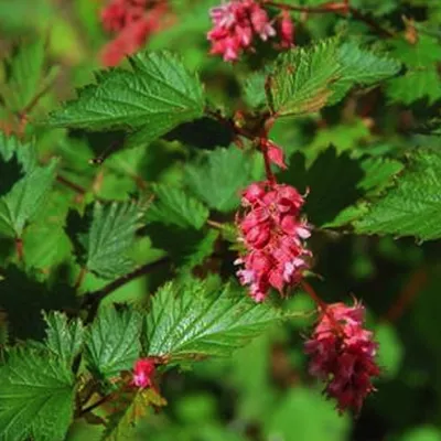 Produktbild von 2 x  Traubenspiere - Neillia affinis  | 40-60 cm in Container