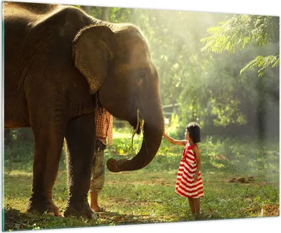 Produktbild von Bilder auf glas - Elefant Tier - 100x70cm - Glasbilder - Wandbilder - Kunstdruck - zum Aufhängen bereit - Wanddekoration aus Glas - Glas Bilder - Wandbild auf Glas - Einteilig - GAA100x70-3884