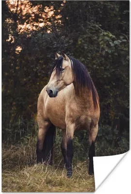 Produktbild von MuchoWow® Poster Pferd - Braun - Gras 120x180 cm - Kunstposter