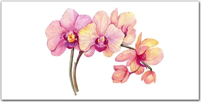 Produktbild von Coloray - Bild aus Glas - Glasbilder - 100 x 50 cm - Küche Wanddekoration Dekoration Wohnzimmer Gehärtetes Glas Glasblock mit Bild - Gemälde Blumen Zweig