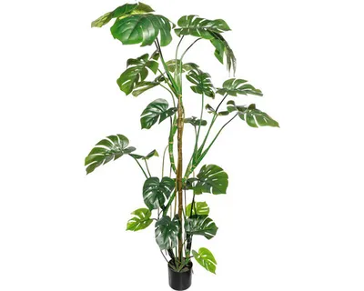 Produktbild von Kunstpflanze Splitphilodendron Höhe: 180 cm grün