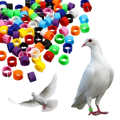 Produktbild von 200 Stück Plastik-Vögel mit Erkennungsringen – für Hühner, Tauben und Wachteln