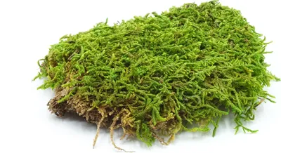 Produktbild von BioFlat Terrarienmoos 500g - Natürlich & Schadstofffrei