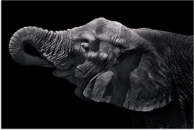 Produktbild von MuchoWow® Poster Elefant - Tiere - Schwarz - Natur 60x40 cm - Schlafzimmerdekoration