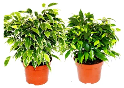 Produktbild von Kinky-Duo - Set mit 2 verschiedenen Buschigen Birkenfeigen - Ficus benjamini "Kinky" - 12cm Topf
